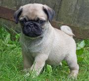 Adorable Pug Puppies for caring homes.