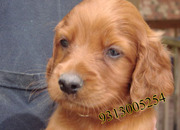 Irish Setter  puppies available at Poddarkennel(9313005254)., 
